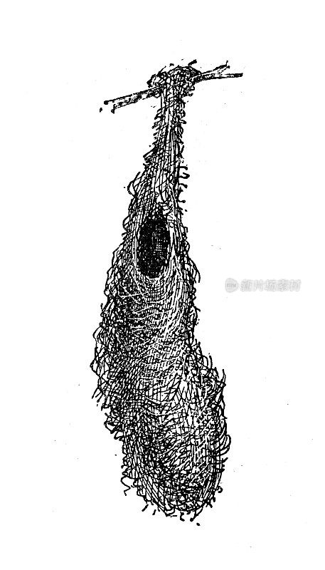 仿古插图:鸟巢，苏里南冠凤头鸟或cornbird (Psarocolius decumanus)
